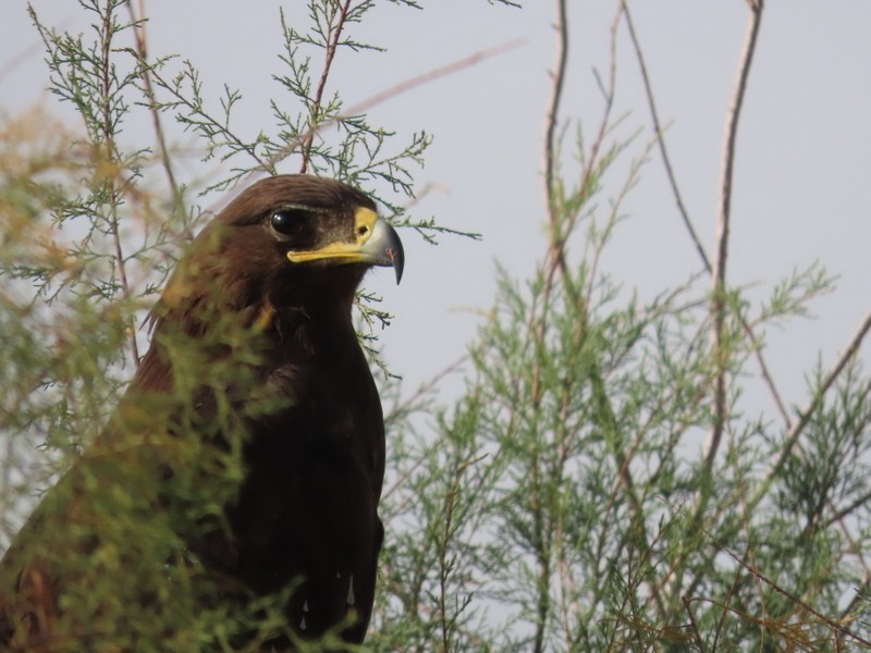 花鵰 - ML646702558