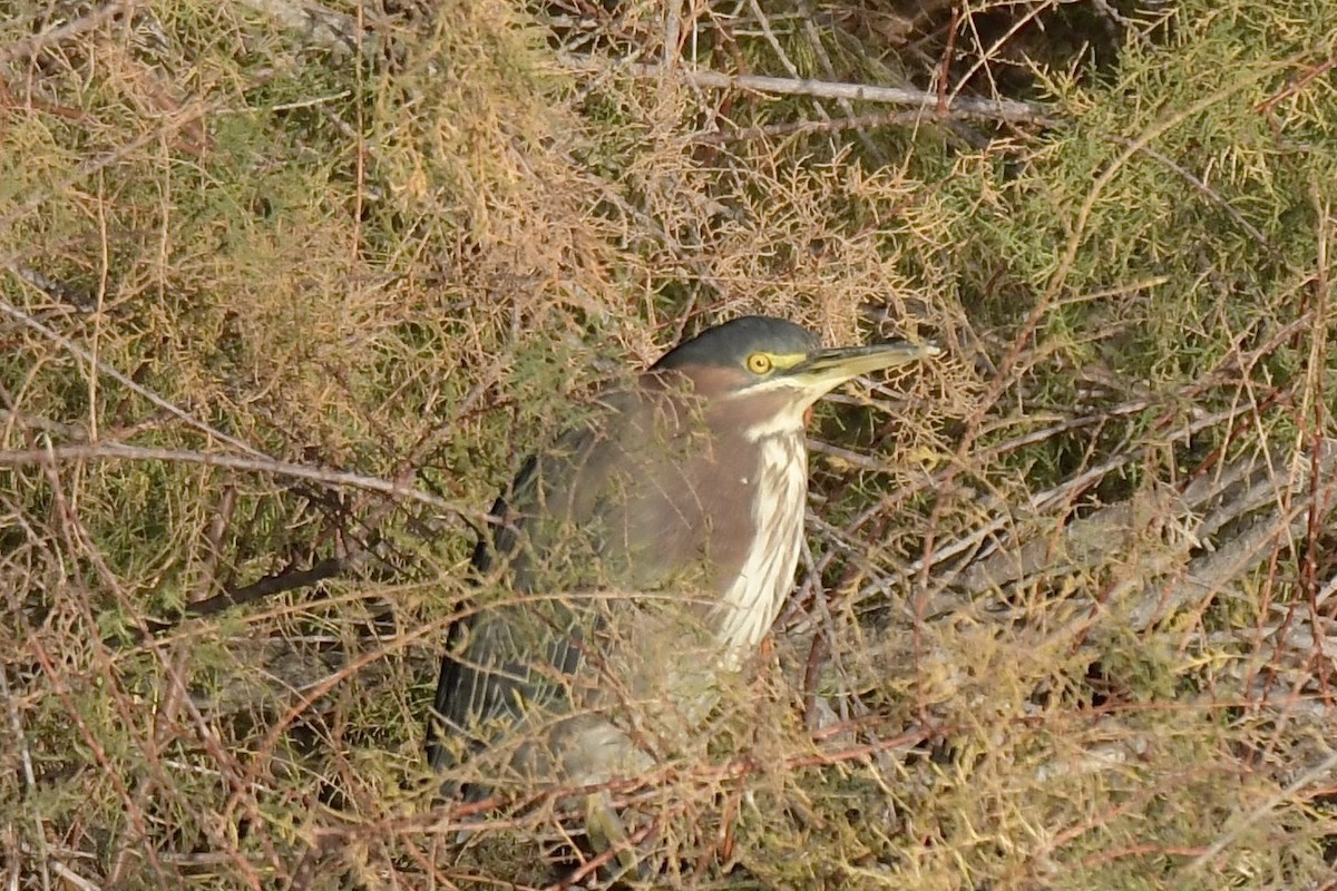 Green Heron - ML646702560