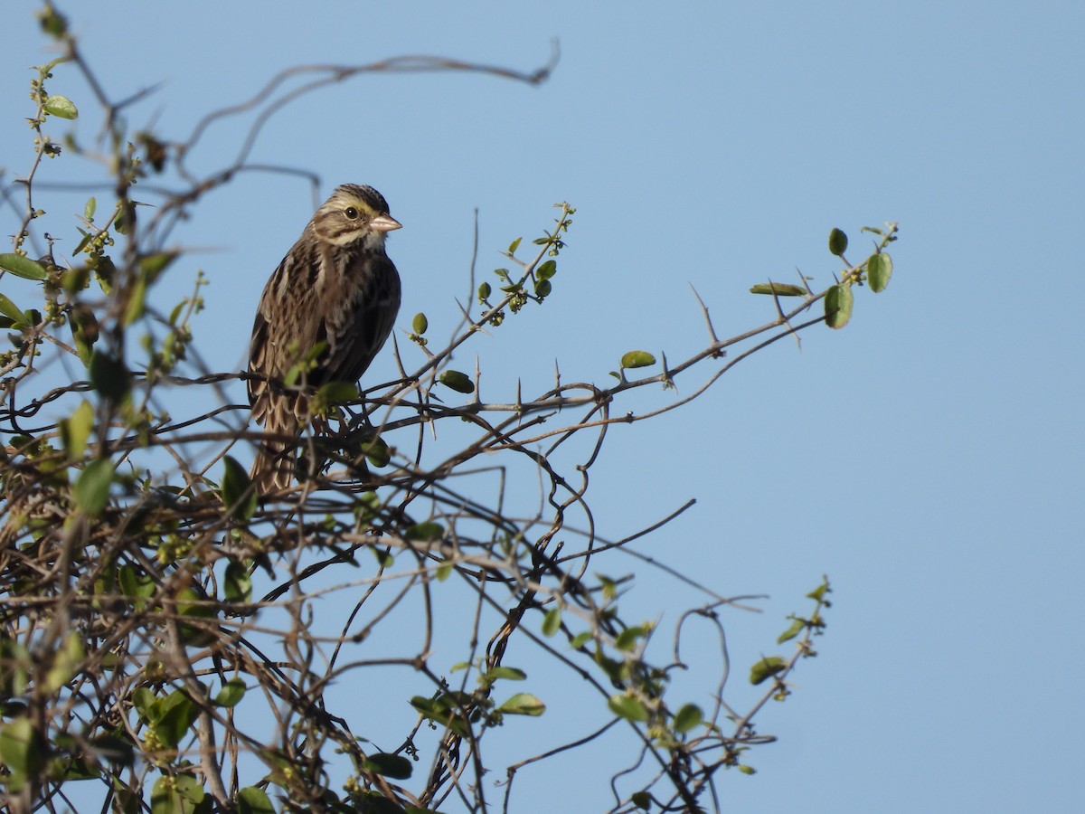 Savannah Sparrow - ML646702565