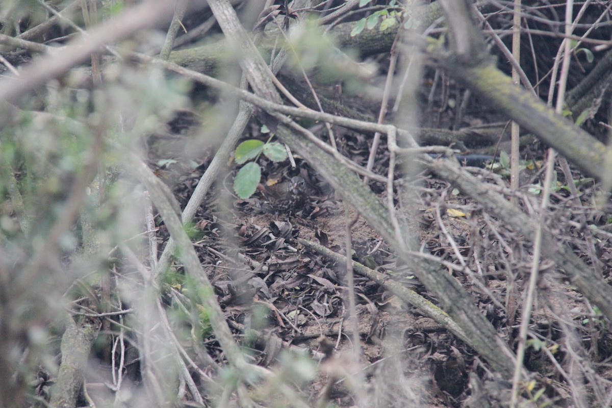 Fox Sparrow - ML646702566
