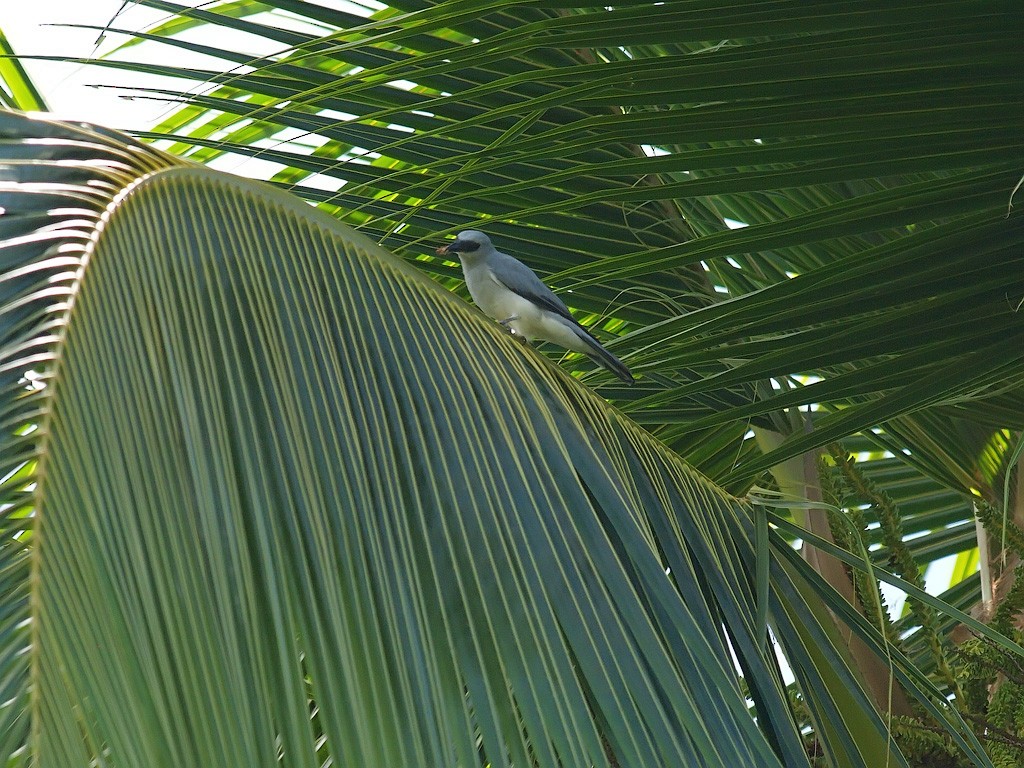 White-bellied Cuckooshrike (White-bellied) - ML646702571