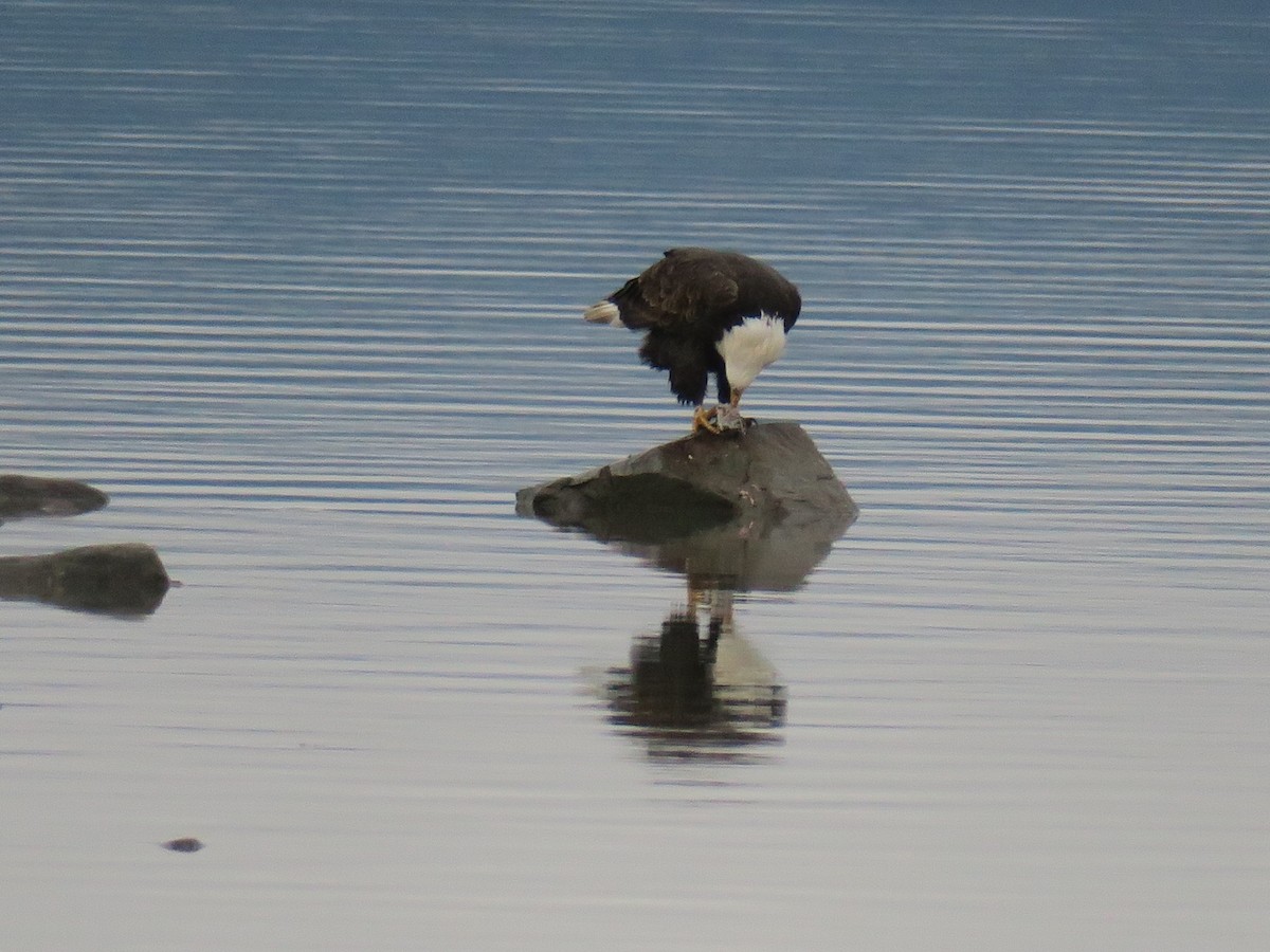 Bald Eagle - ML646702572