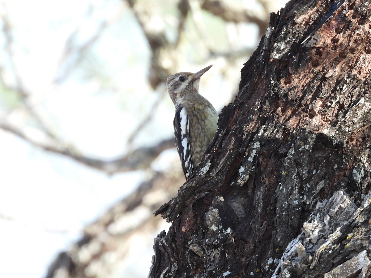 Yellow-bellied Sapsucker - ML646702574