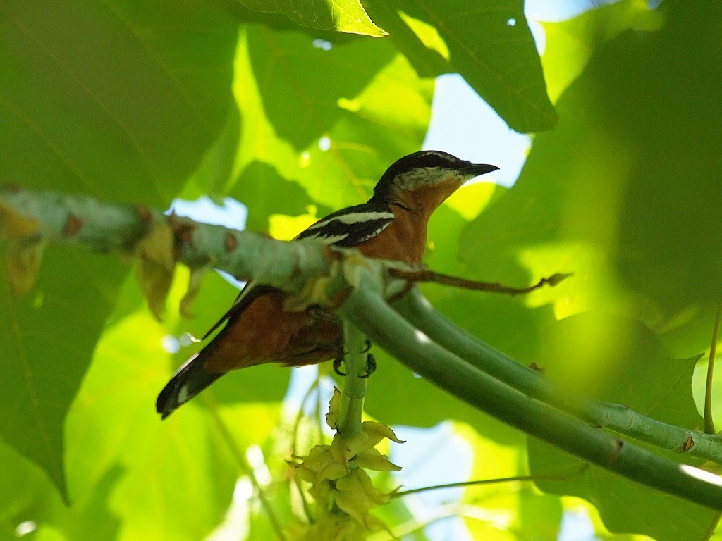 Rufous-bellied Triller - ML646702575