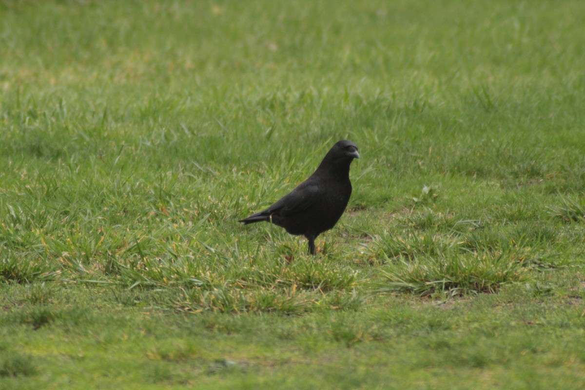 American Crow - ML646702576