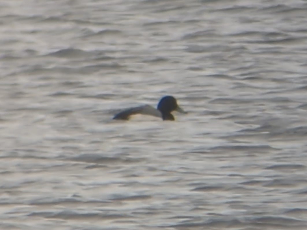 スズガモ - ML646702577