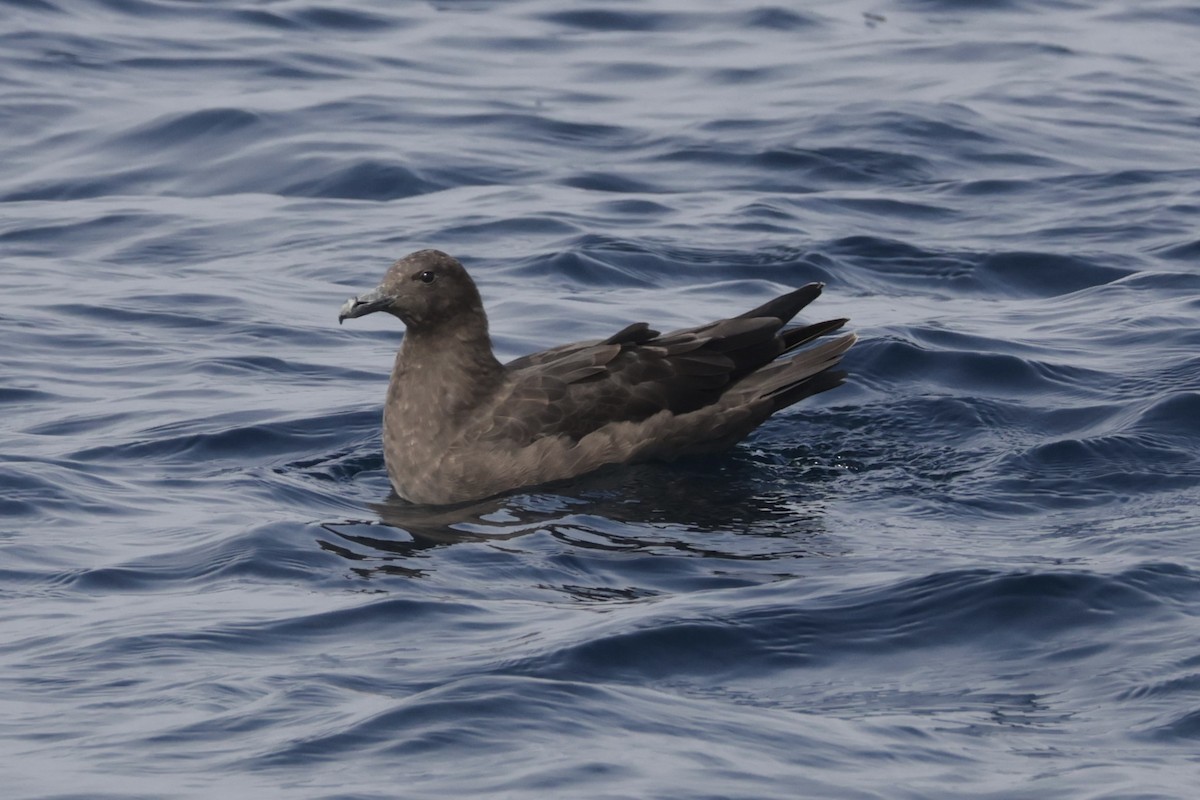 South Polar Skua - ML646702578