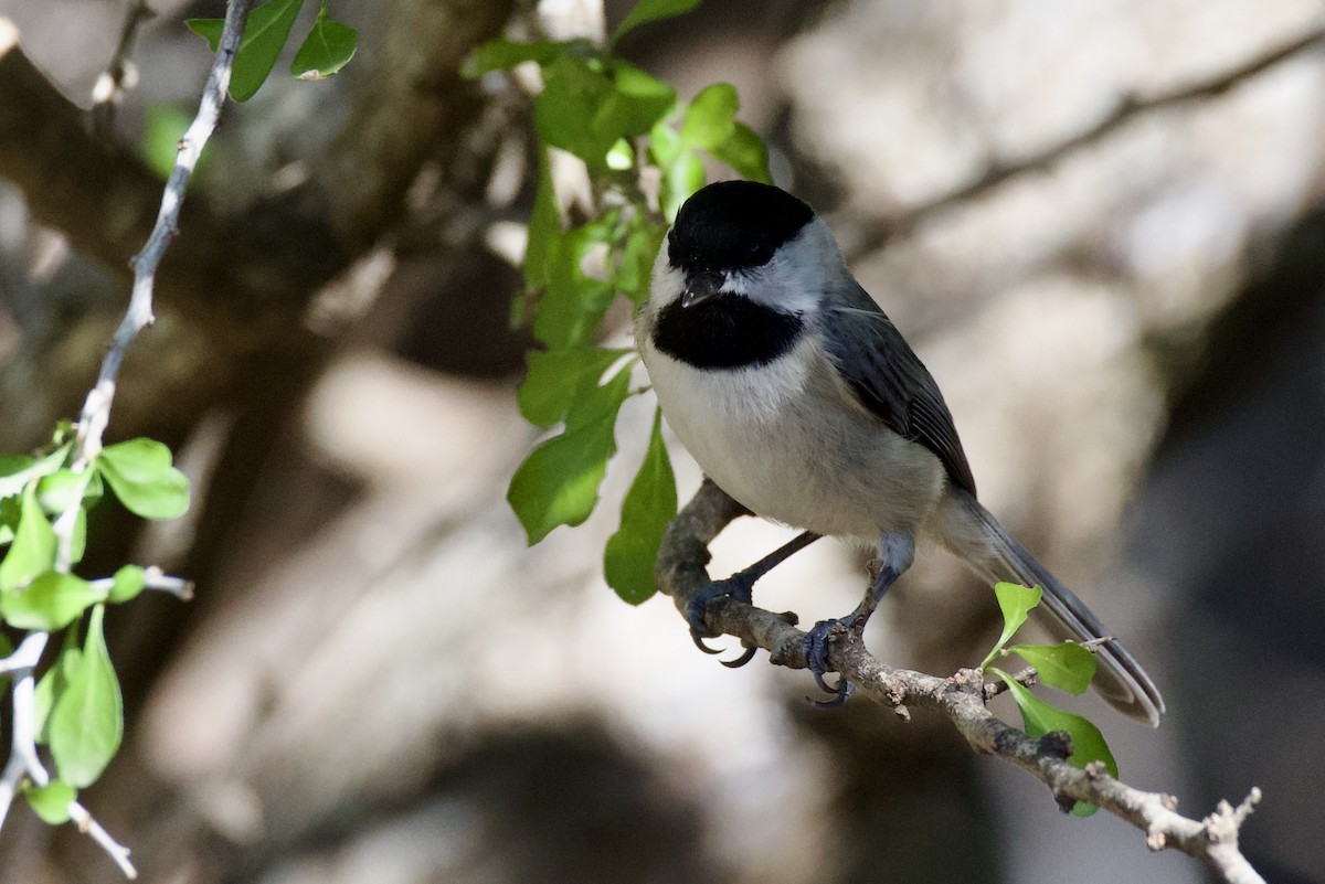 Carolina Chickadee - ML646702579