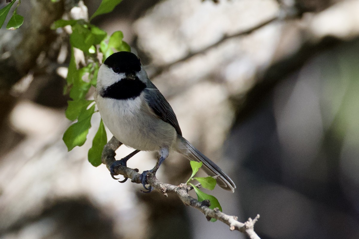 Carolina Chickadee - ML646702580