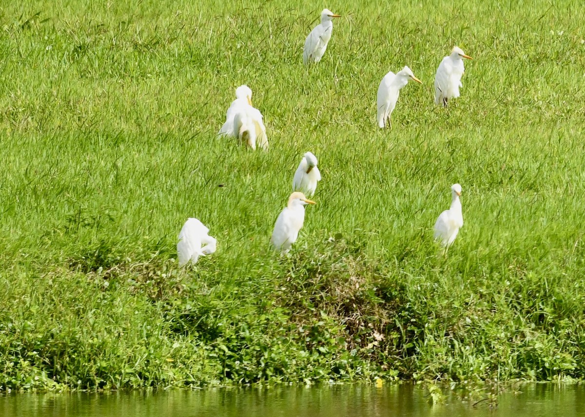 Koartzatxo itzaina - ML646702581