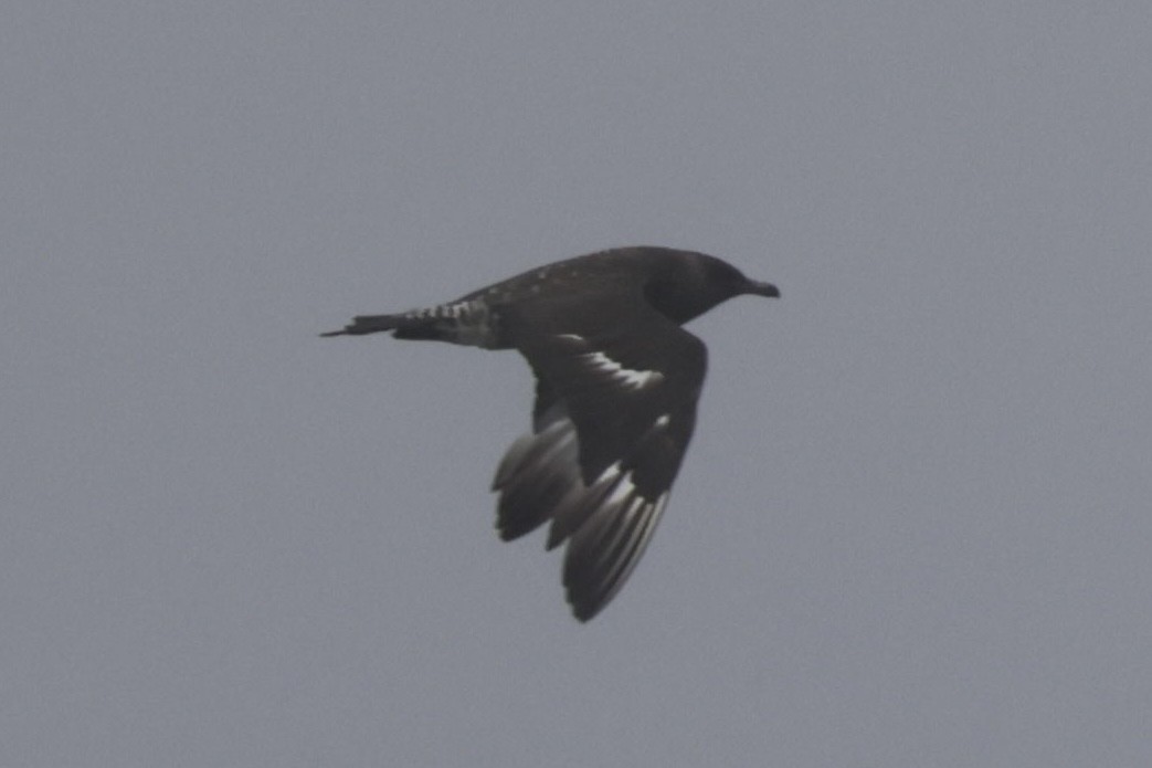 Бэсрэг хайлгана - ML646702582