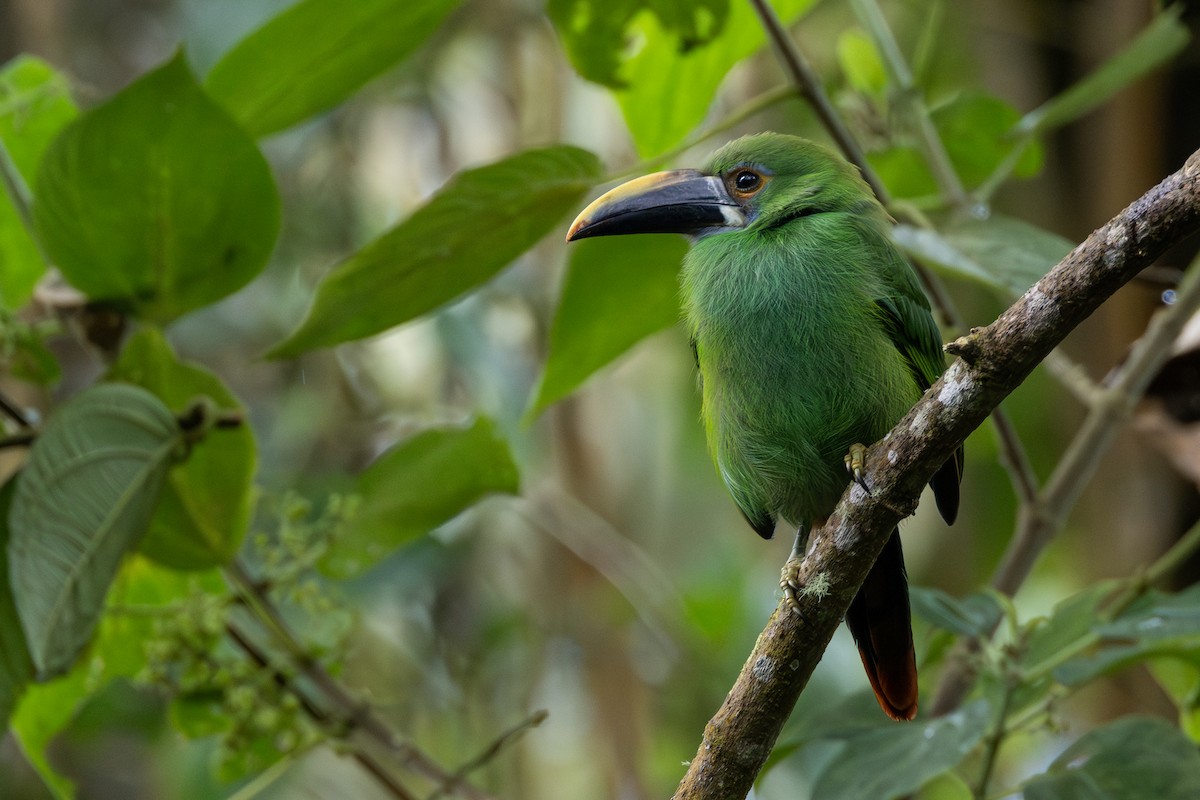Southern Emerald-Toucanet - ML646702584