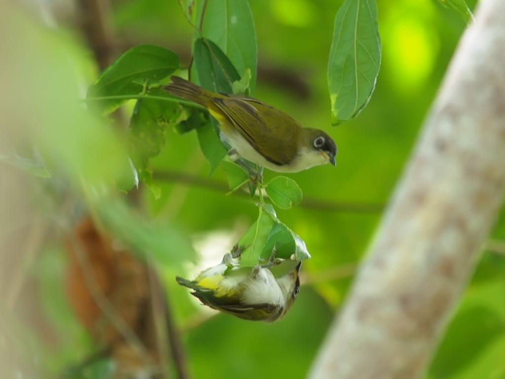 Cream-throated White-eye - ML646702585