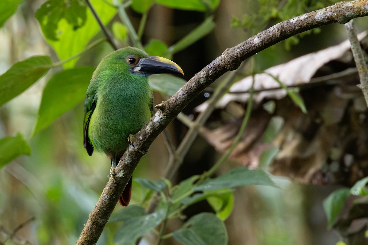 Southern Emerald-Toucanet - ML646702586