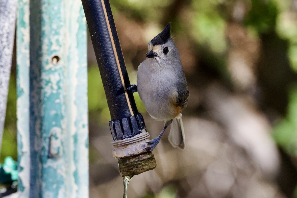 sýkora černochocholatá - ML646702591