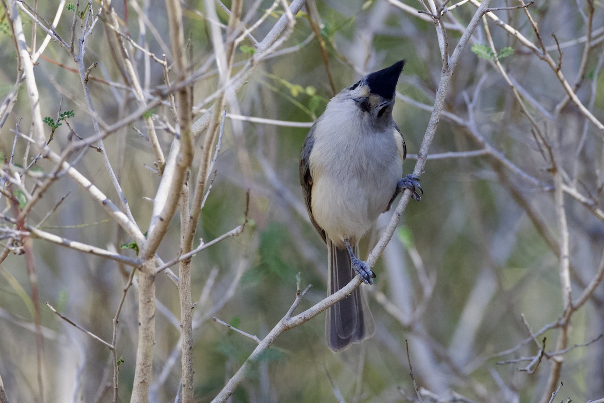 sýkora černochocholatá - ML646702592