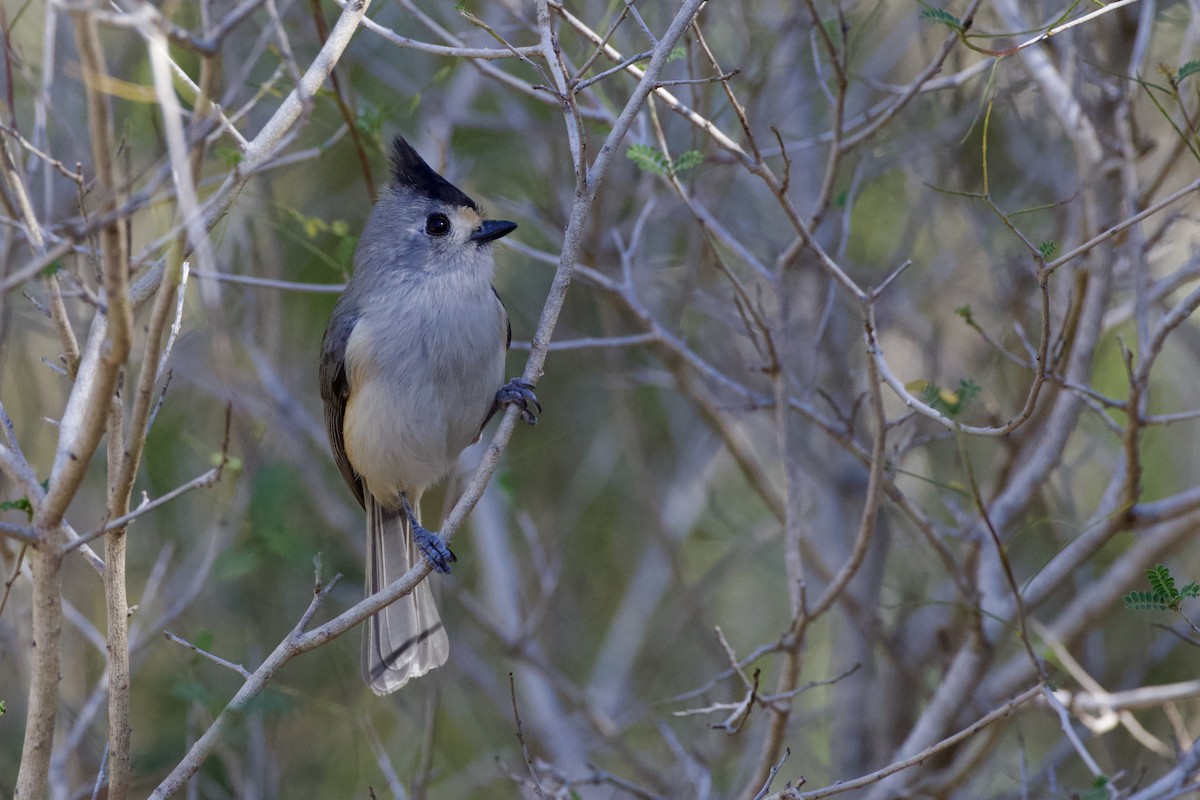 sýkora černochocholatá - ML646702593