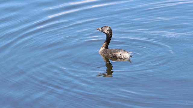 Txilinporta mokolodia - ML646702595