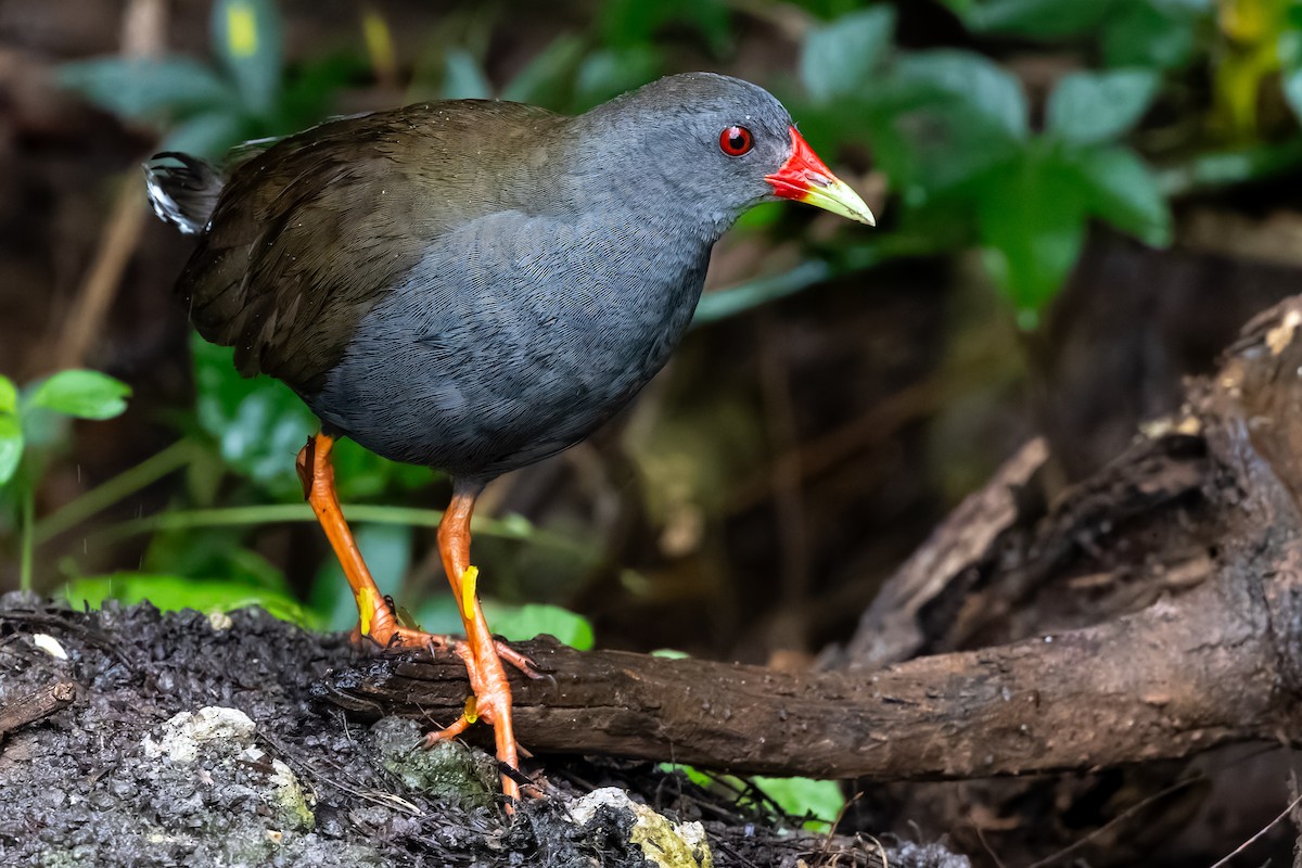 Paint-billed Crake - ML646702596