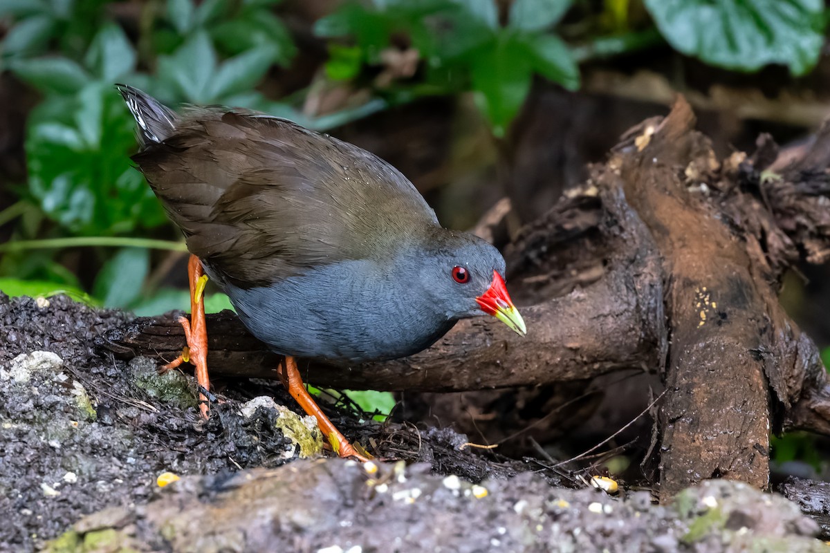 Paint-billed Crake - ML646702597