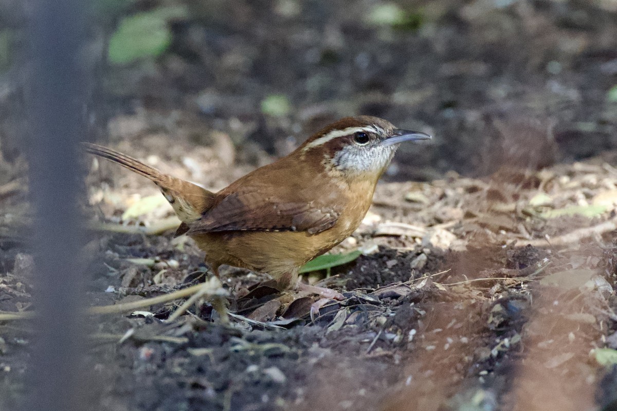 Carolina Wren - ML646702598