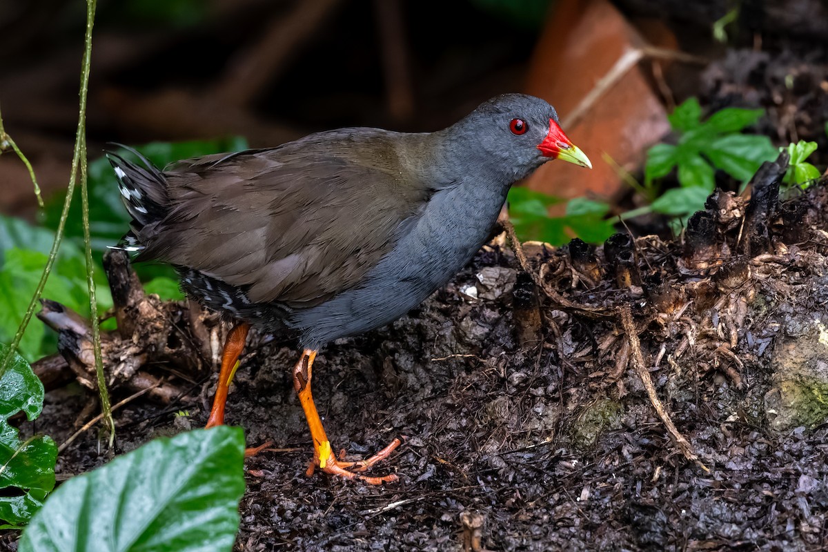 Paint-billed Crake - ML646702599