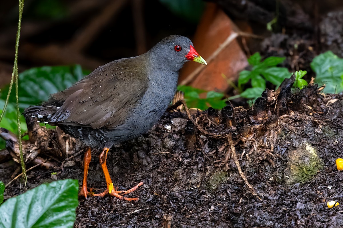 Paint-billed Crake - ML646702600