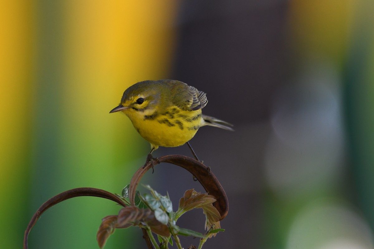 Prairie Warbler - ML646702601