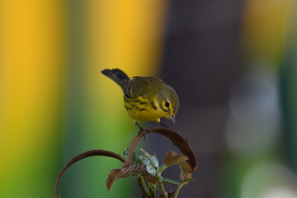 Prairie Warbler - ML646702602