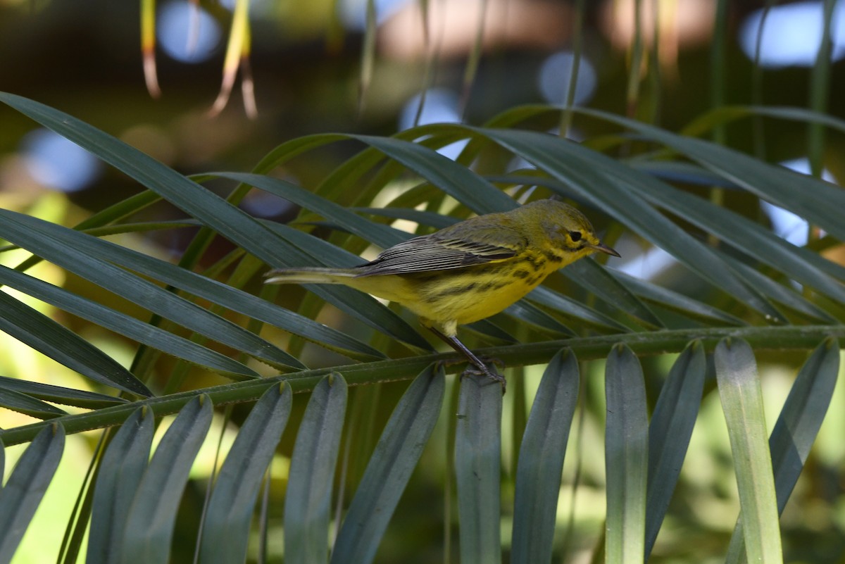 Prairie Warbler - ML646702603