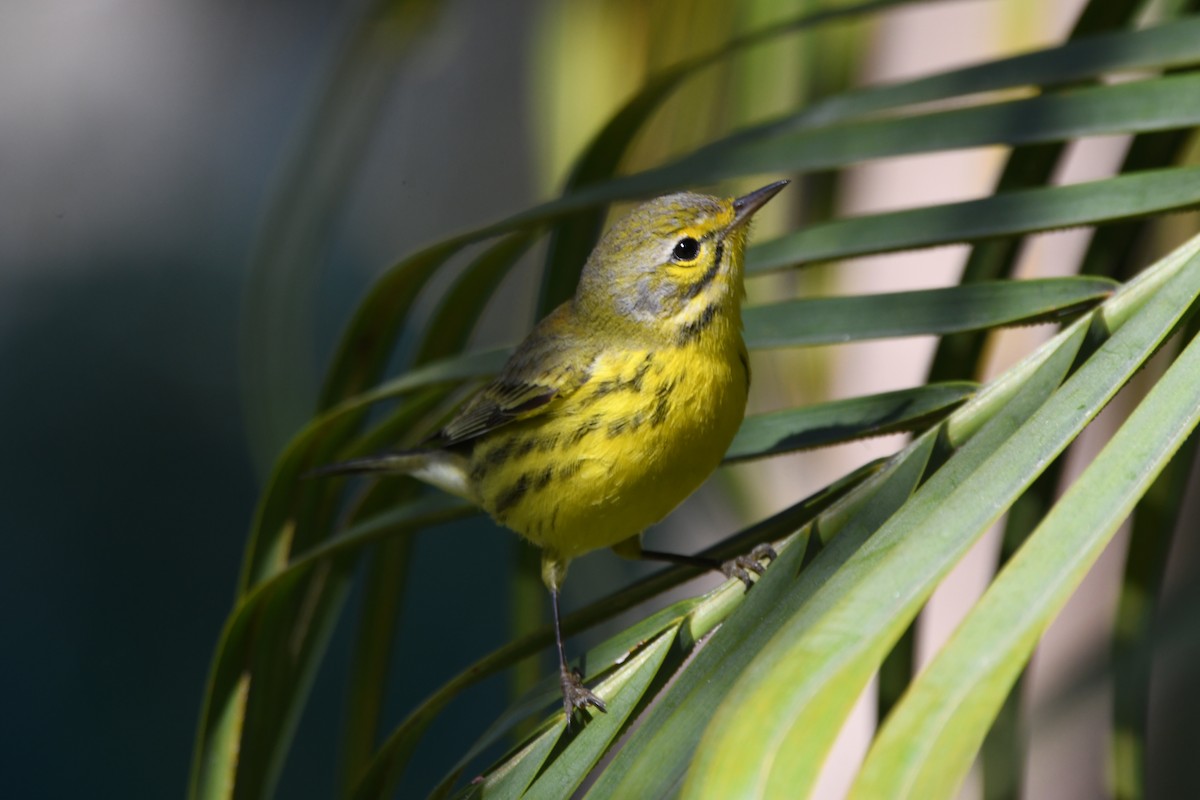 Prairie Warbler - ML646702606