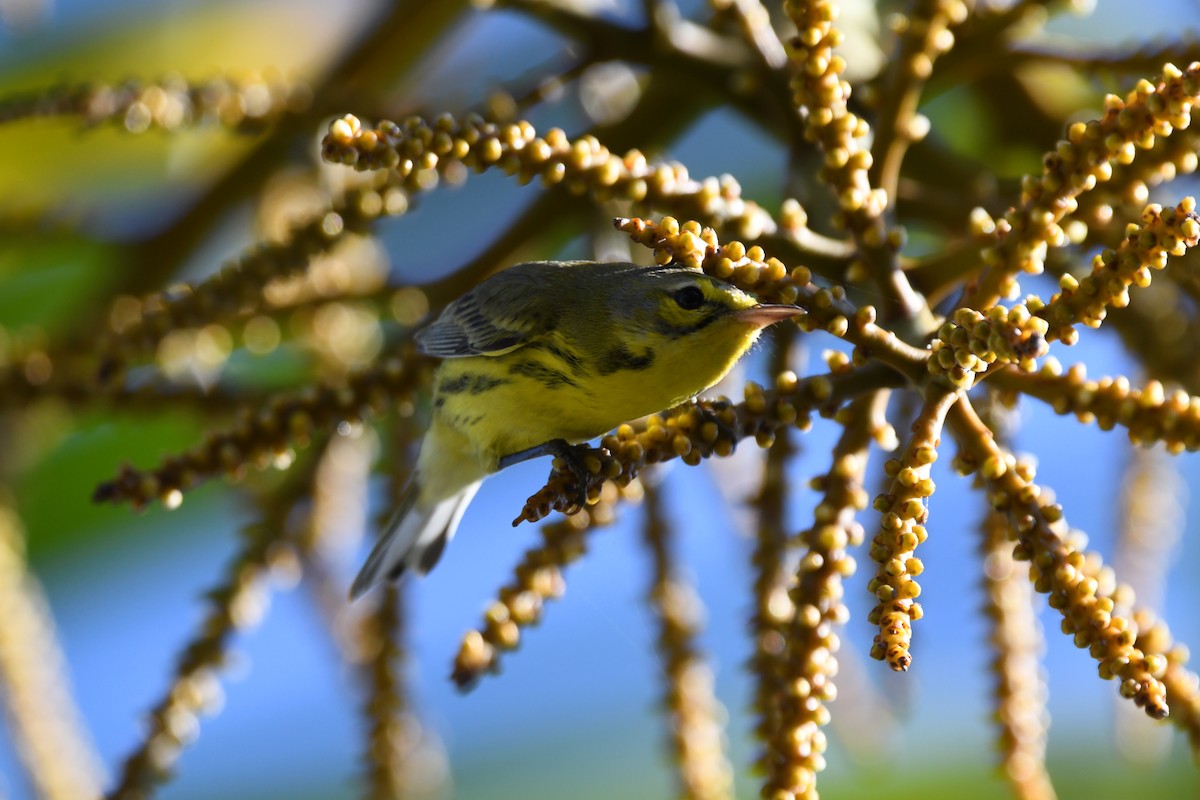 Prairie Warbler - ML646702607