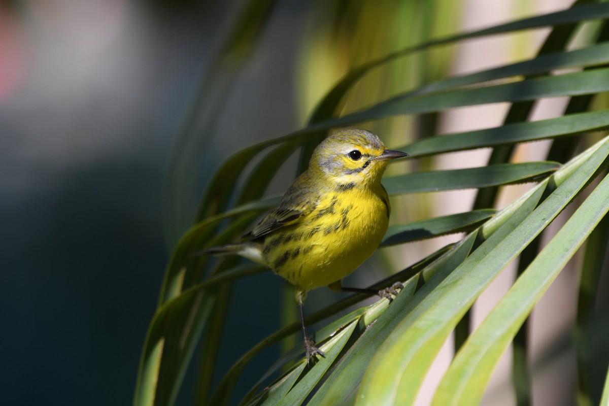 Prairie Warbler - ML646702608