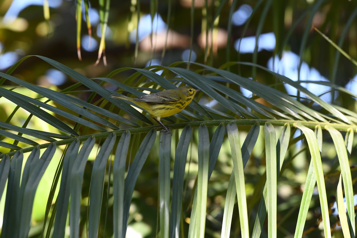 Prairie Warbler - ML646702609