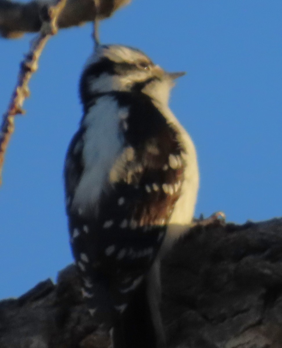 Downy Woodpecker - ML646702610