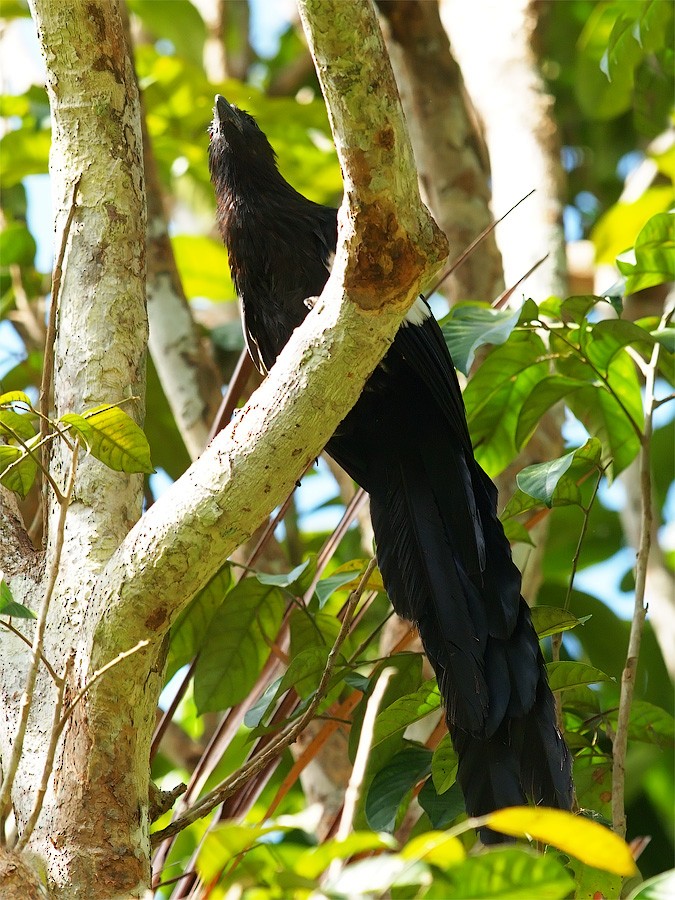 Коукал білокрилий - ML646702611