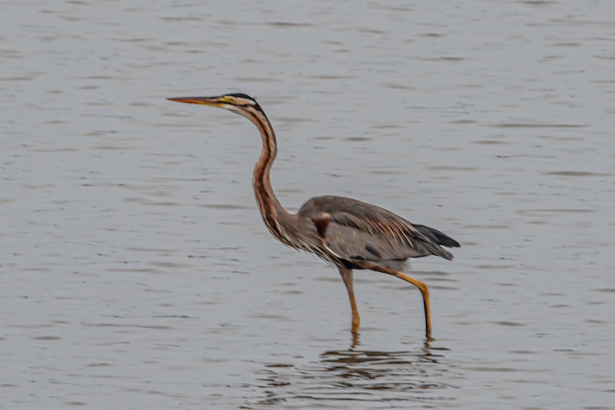 Garza Imperial - ML646702612