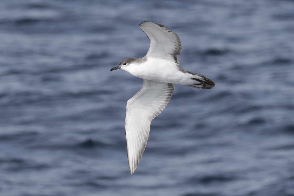 Buller's Shearwater - ML646702615