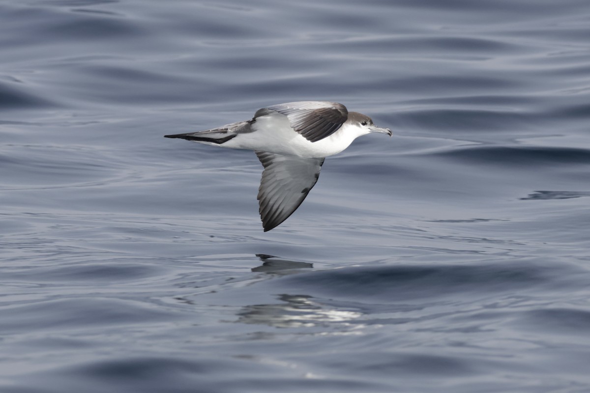 Buller's Shearwater - ML646702616
