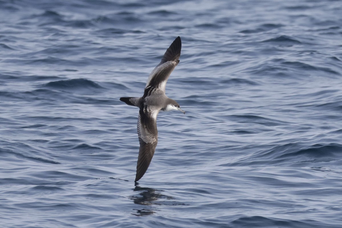 Buller's Shearwater - ML646702617