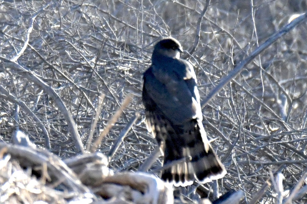 Sharp-shinned Hawk - ML646702620
