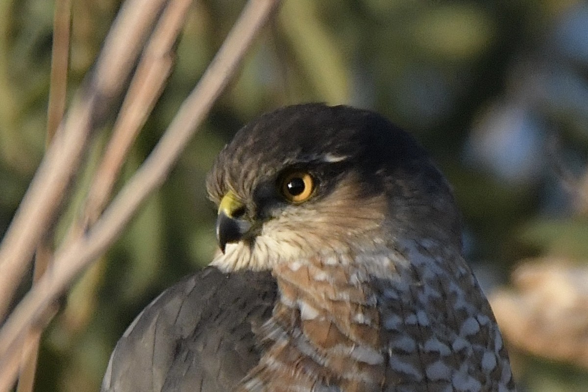Sharp-shinned Hawk - ML646702621