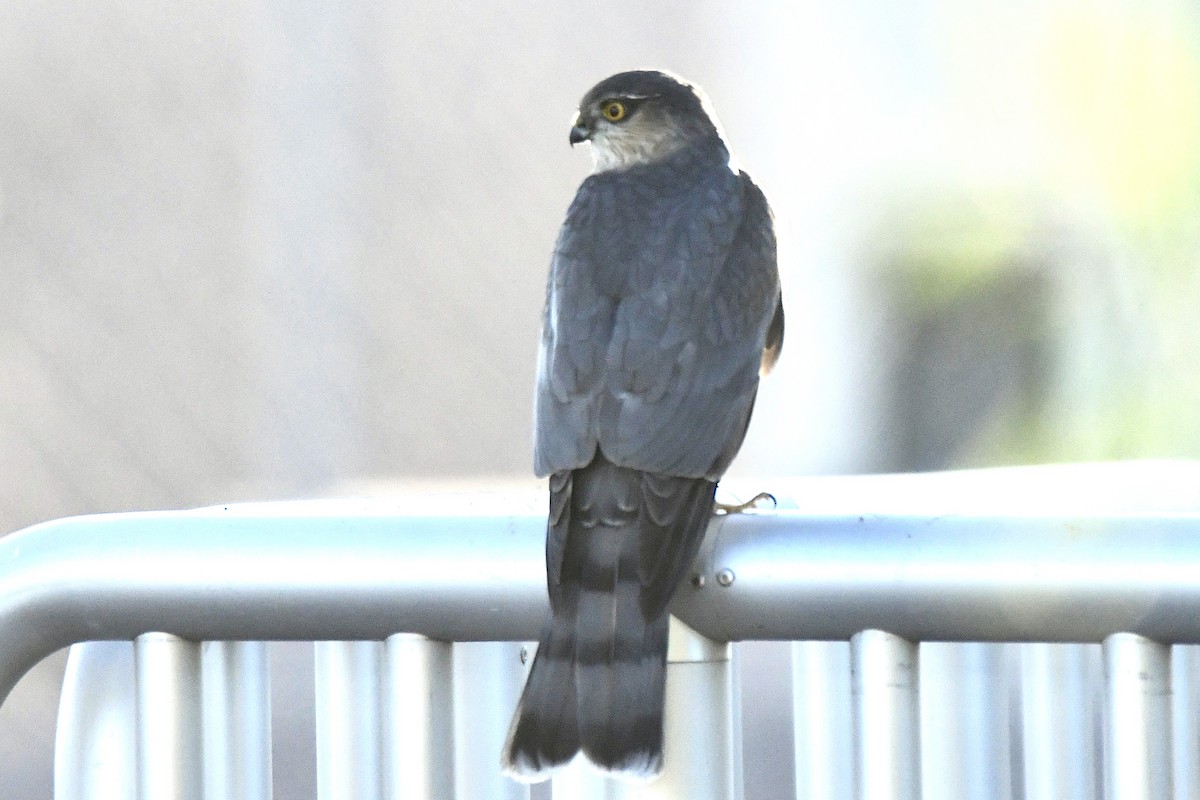 Sharp-shinned Hawk - ML646702623