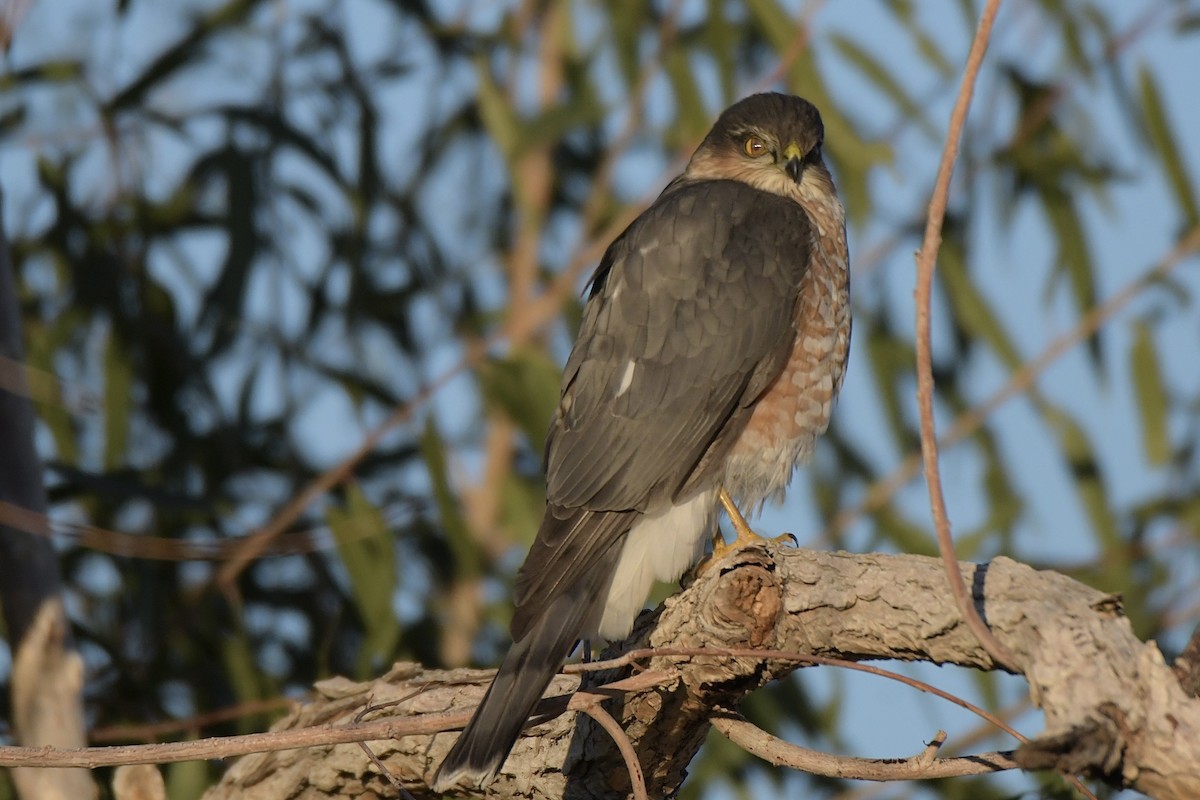 Sharp-shinned Hawk - ML646702625