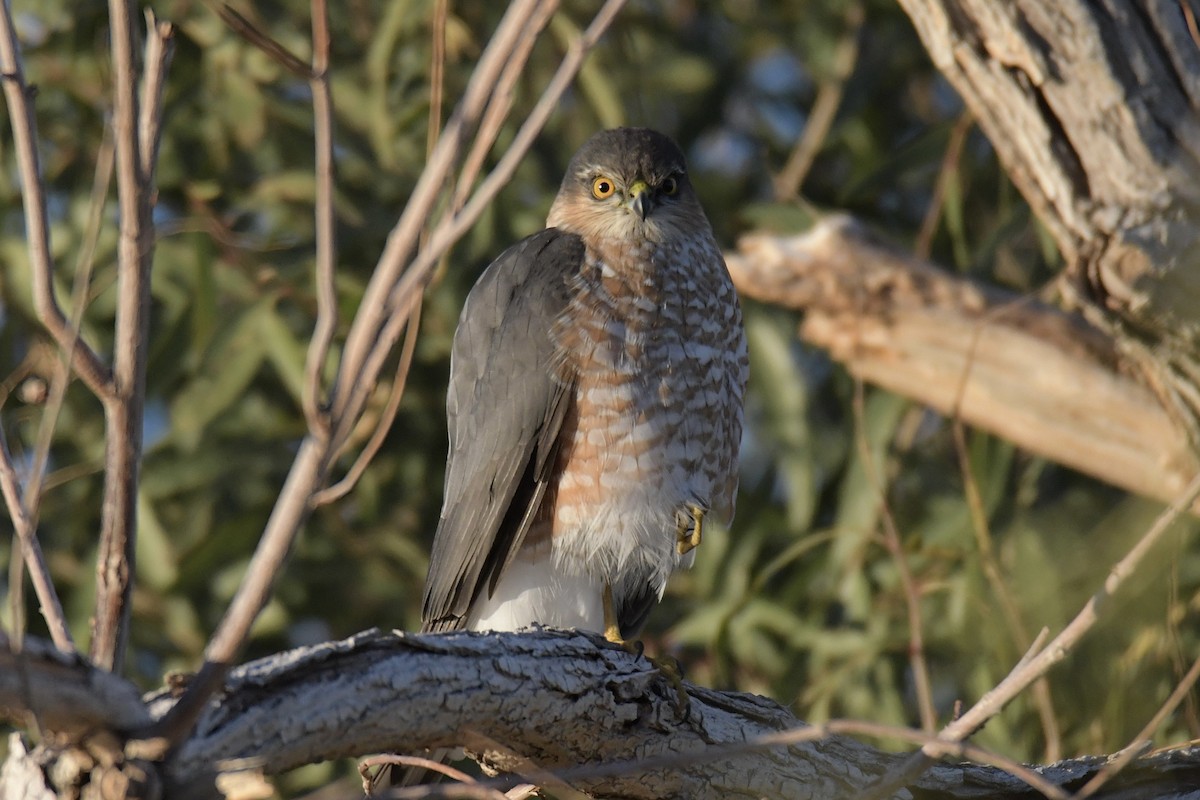 Sharp-shinned Hawk - ML646702626