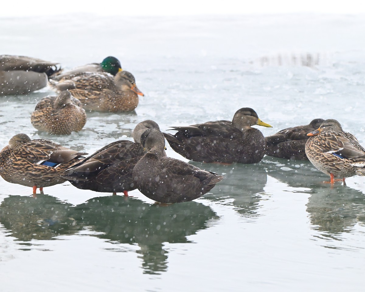 American Black Duck - ML646702631