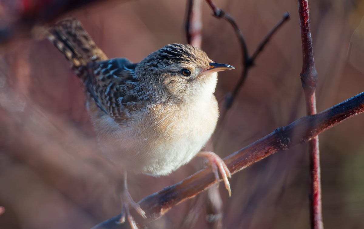 Sedge Wren - ML646702632