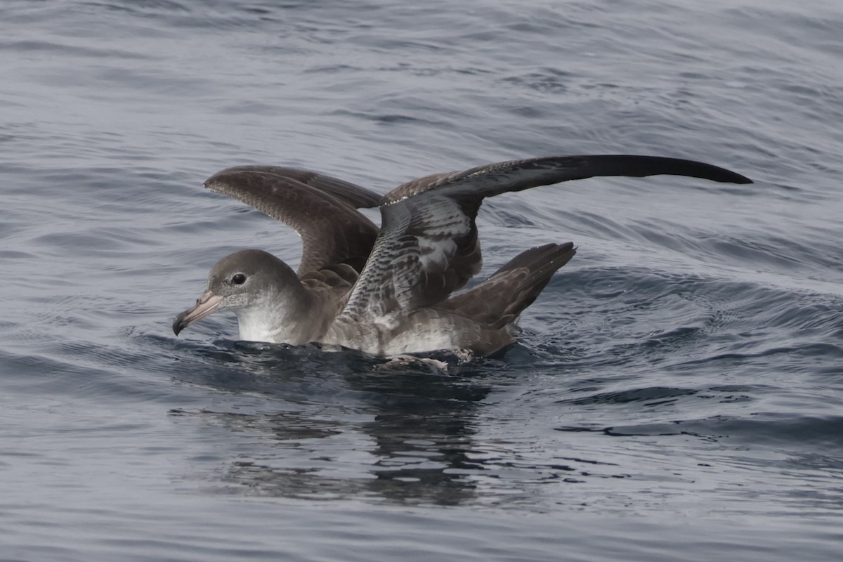 Pink-footed Shearwater - ML646702633