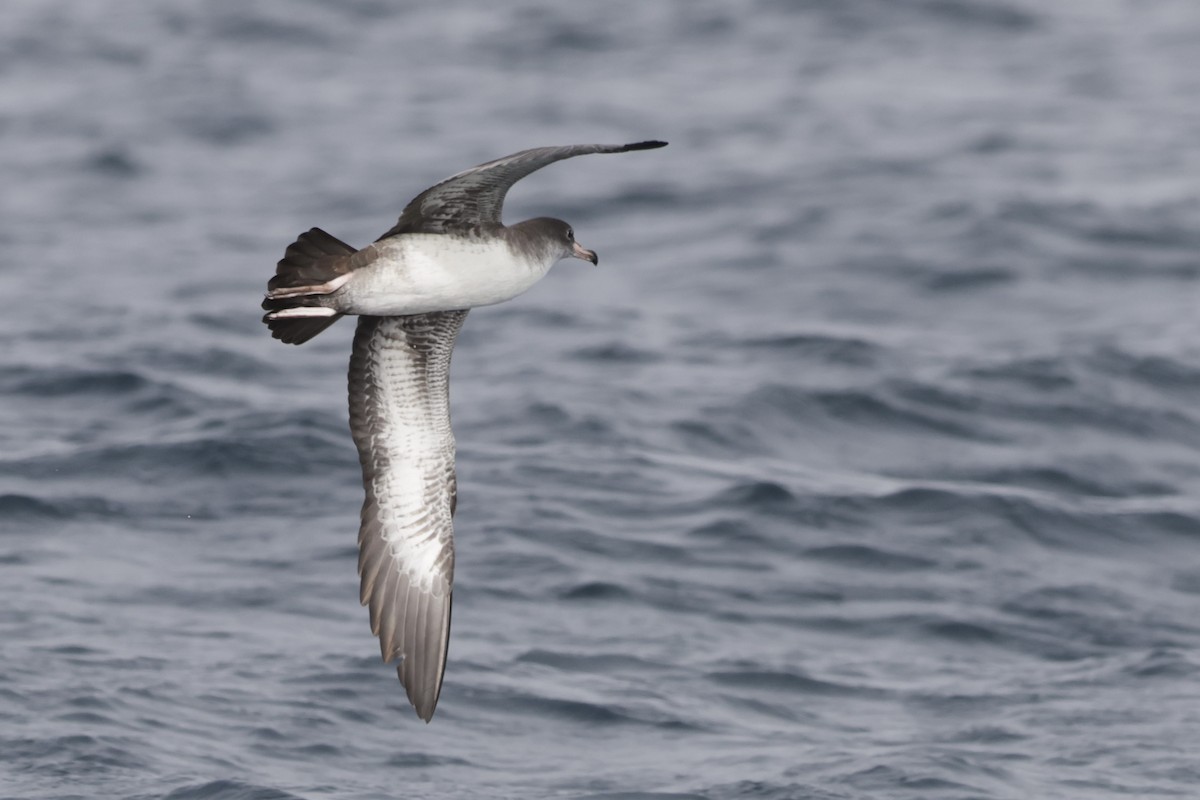 Pink-footed Shearwater - ML646702634