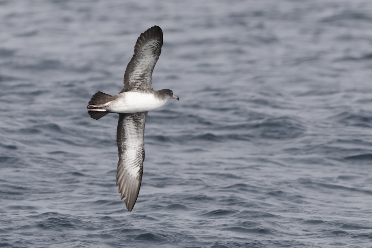Pink-footed Shearwater - ML646702635
